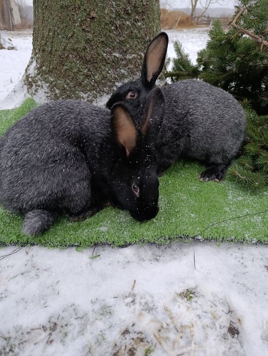 Кролі породи Полтавське срібло