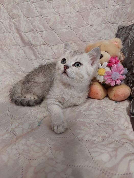 Шотландські шиншилові малючки