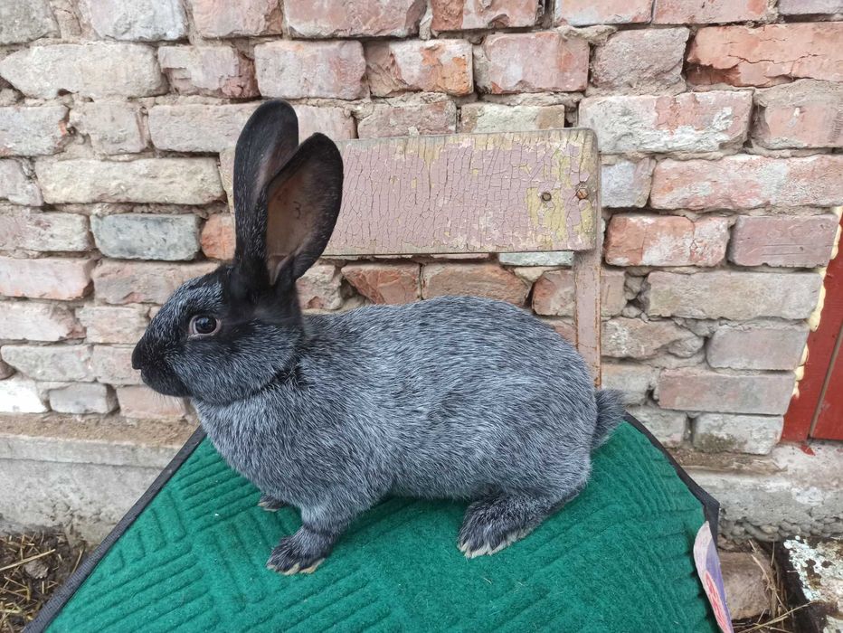 Кролі породи Полтавське срібло. Кролики  Городенка