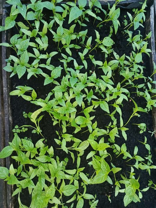 Sprzedam sadzonki warzyw