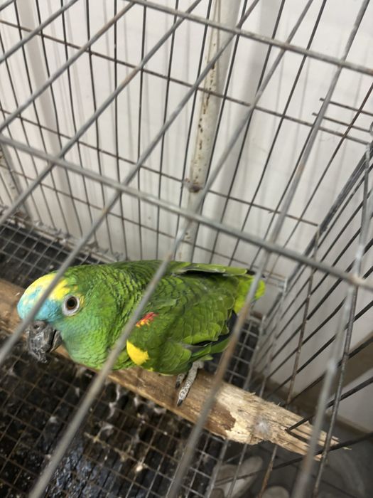 Papagaio aestiva femea com 6 anos