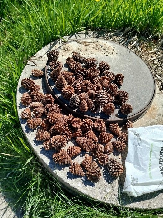 Szyszki z sosny żółtej  różne