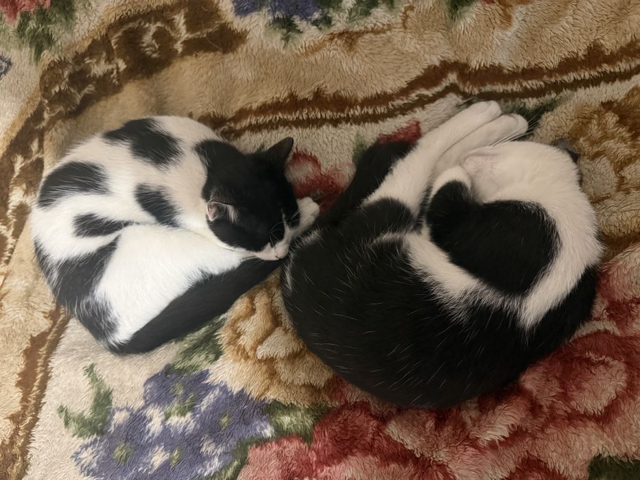 Oddam 2 kotki i 2 kocury