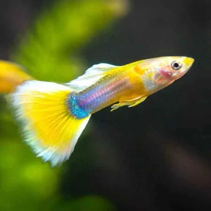 GB Gupik Yellow - ryba krajowa - dowóz ryb!