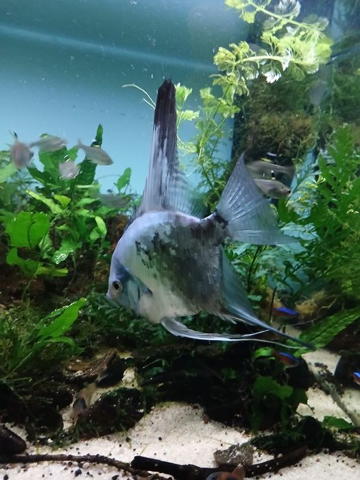 Escalar green smoke pinoy adulto ( Machos)