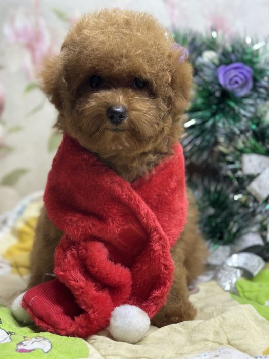 Какой же праздник без собаки? Девочка пуделек!