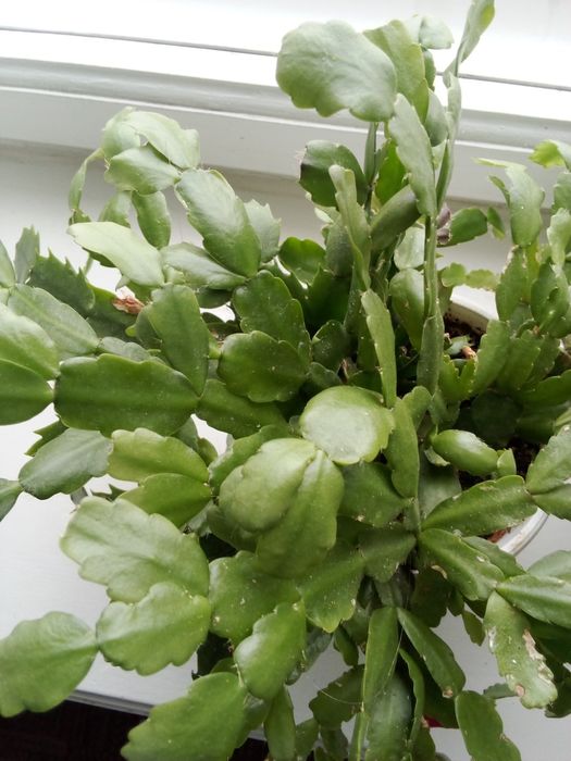 Продам  вазон.різдвяник.