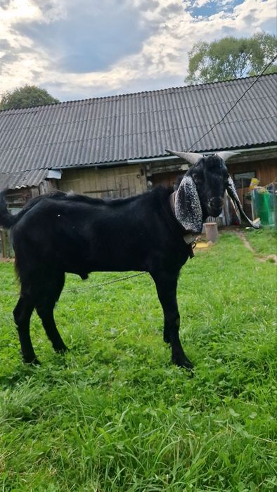 Продам або бміняю цапок 62.5 Ан 37.7Каморі, вік 14 місяці.