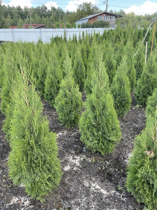 Туї смаранд 50-180см