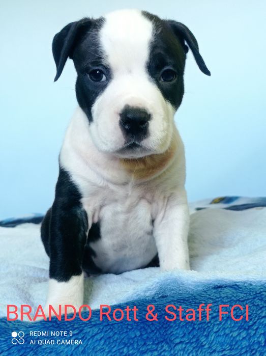 Amstaff piesek FCI Rodowód