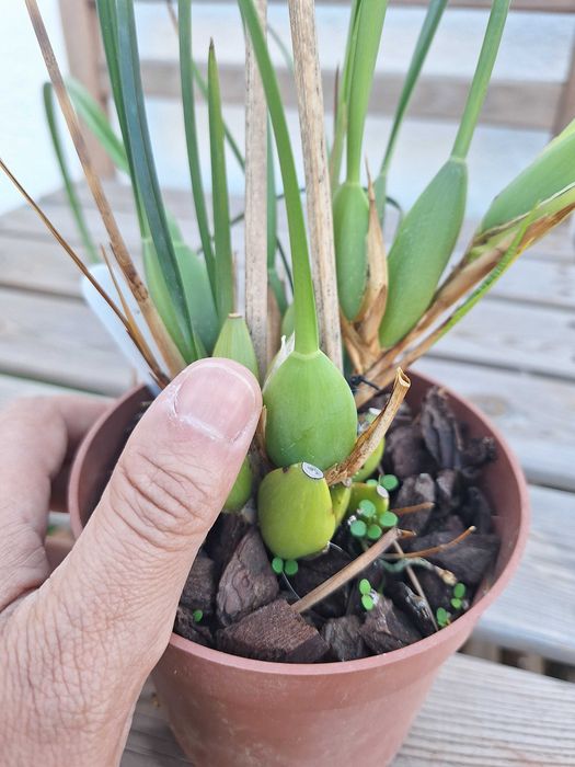 Maxillaria tenuifolia