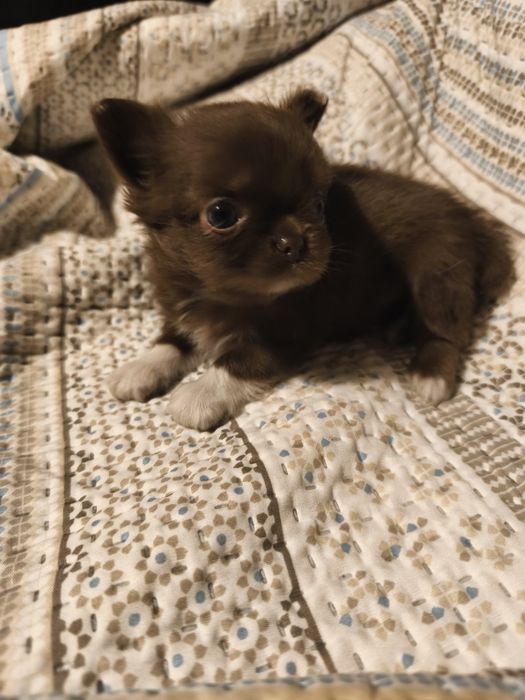 Chihuahua  qualidade excelente