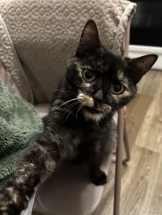 Молода лагідна кішка кішечка черепашка кошеня до року шукає родину