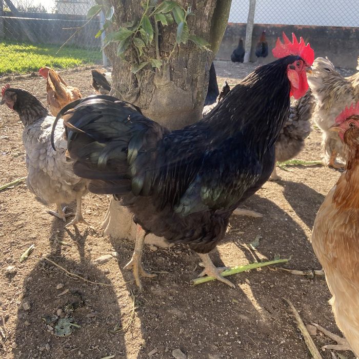 Galos de raça brahma e jersey