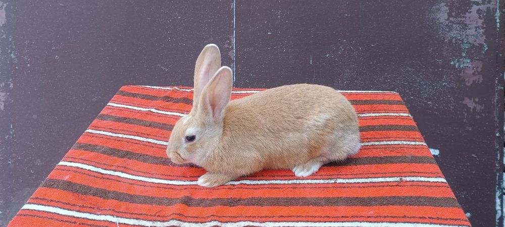 Кролики, кролі, кролиці, кроленята