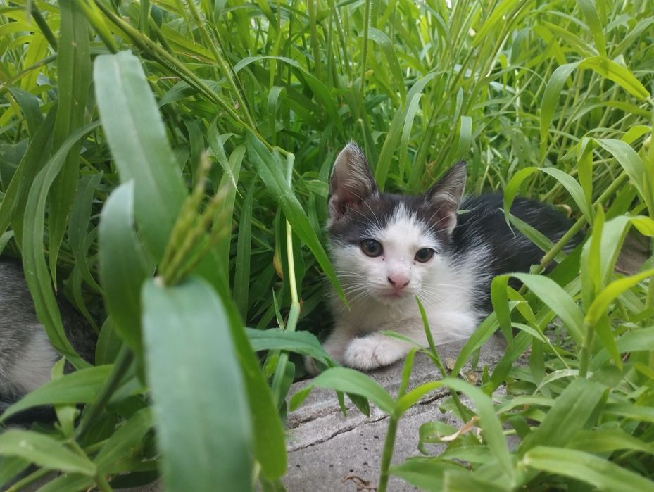 Кошенята в добрі руки