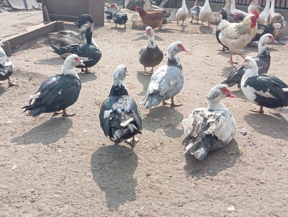 Kaczki, Kaczory , gęsi, indyki