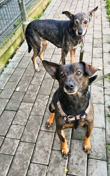 Mała Małgosia bez oczka szuka domu