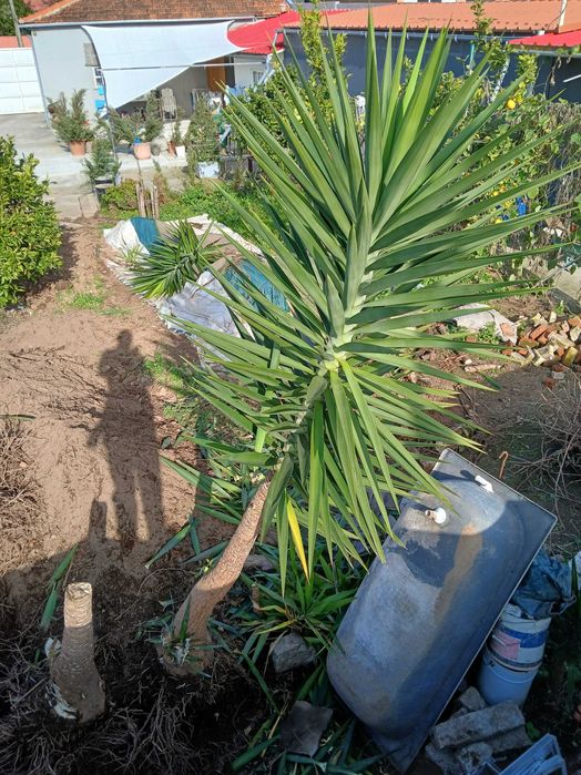 Yuca planta de interior ou exterior Gaia