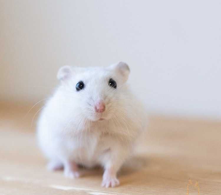 Роскошные джунгарские хомячки, белоснежного окраса, хомячата, хомяки