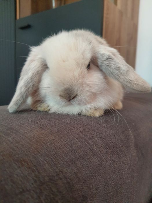 Króliki baranek miniaturka  mini lop , Cena CAŁKOWITA.