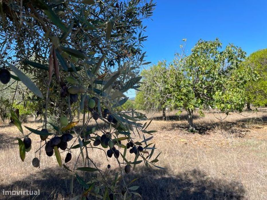 Terreno  para venda — Riachos, Santarém