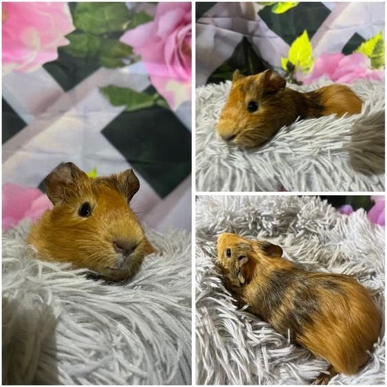 Świnki Morskie Cavie