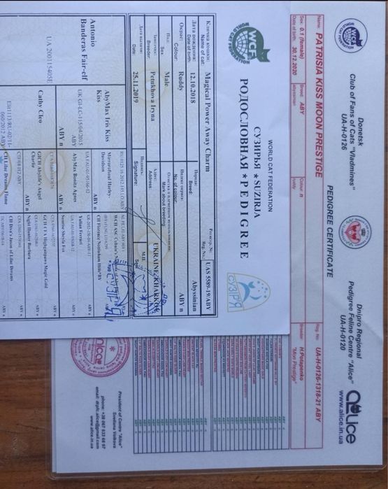 Кіт абіссинська порода, для паровки, продаж