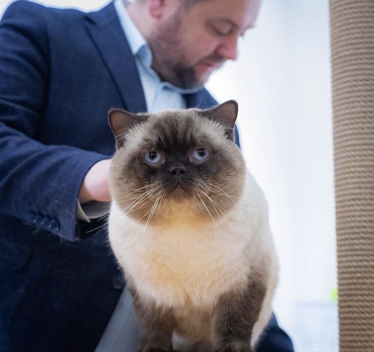 Котик на вʼязку