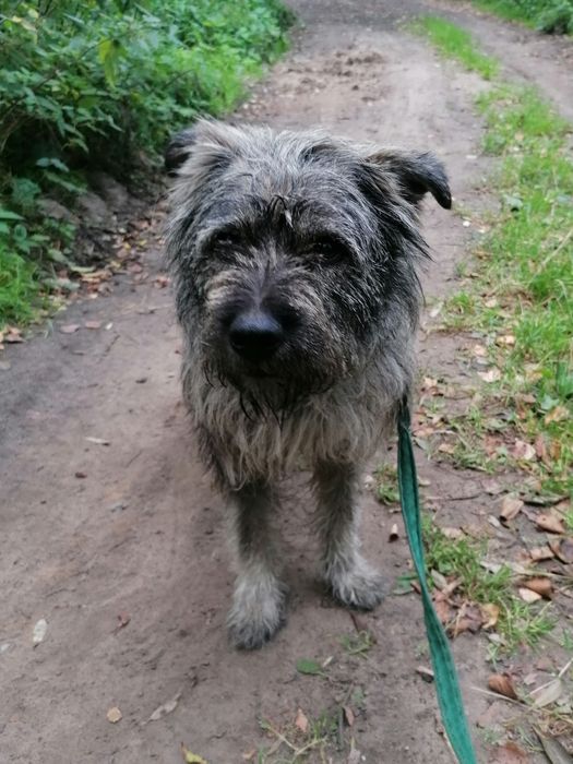 KULFON starszy spokojny piesek poleca się do adopcji