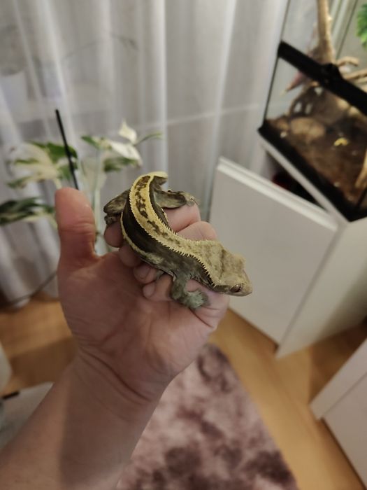 Gekon orzęsiony dorosły samiec