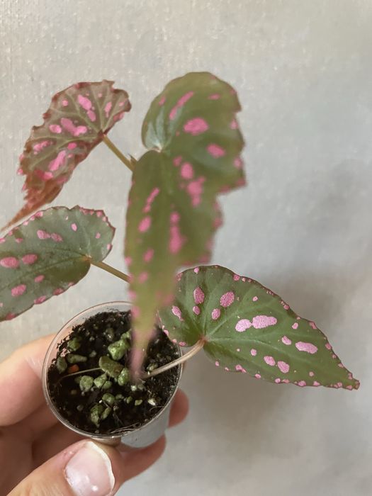 Begonia negrosensis kolekcjonerska