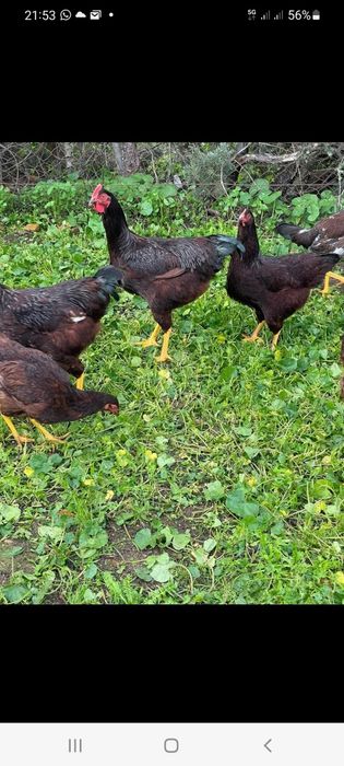 Galo rhode island red