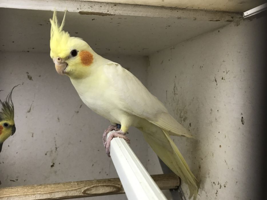 Papuga nimfa,Papuga nimfa