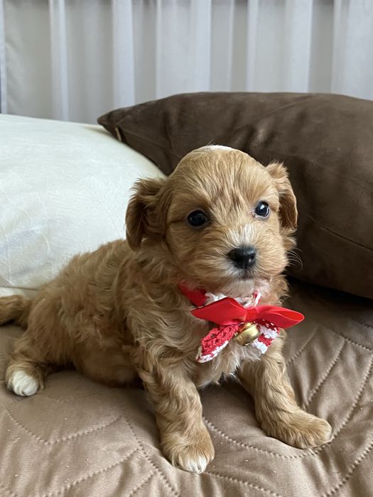 Cudowny piesek maltipoo
