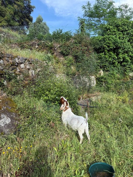 CHIBO  Boer Puro
