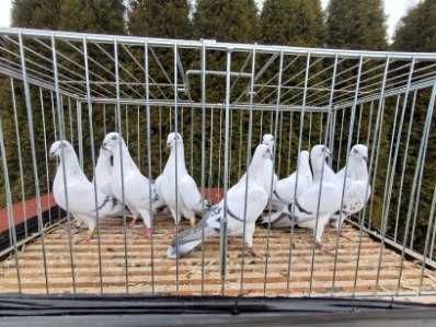 Gołębie jasne łomżyńskie