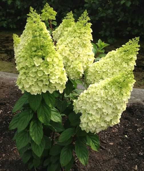 Hortensja bukietowa Vanille-Fraise,Limelight inne20 odmian doniczka p9