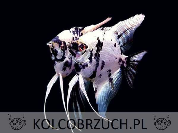 Żaglowiec skalar odmiana MARMURKOWA - Pterophyllum - dowóz, wysyłka