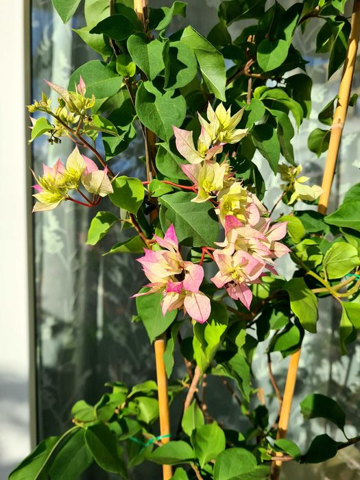 Bougainvillea bugenwilla kremowa zielona 90 - 100 cm bugenwila