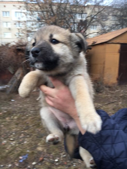 Песики у найдобріші руки