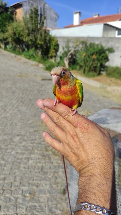Piurra criada a mão domésticada