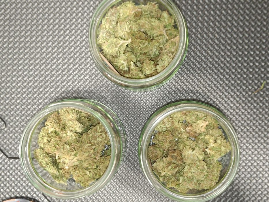 Susz CBD Przysmak Prezesa 20g