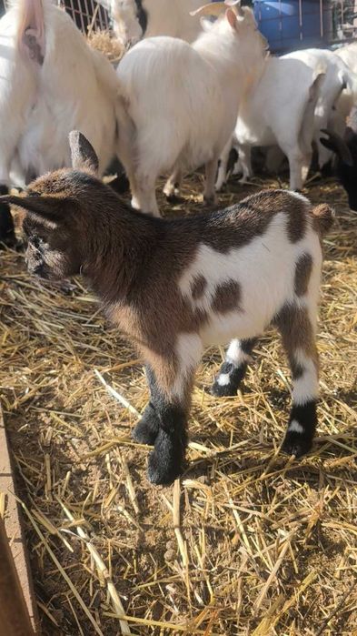 Cabras anãs,micro