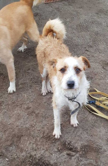 Pies do adopcji / Drops szuka domu