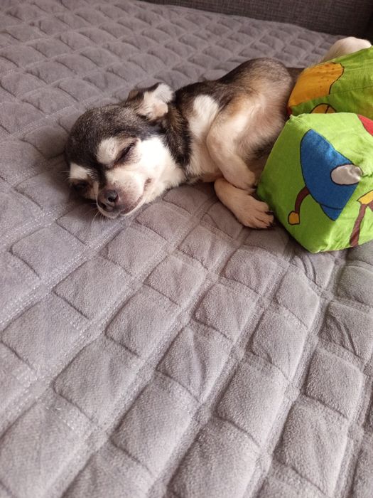 Ласковая чишечка