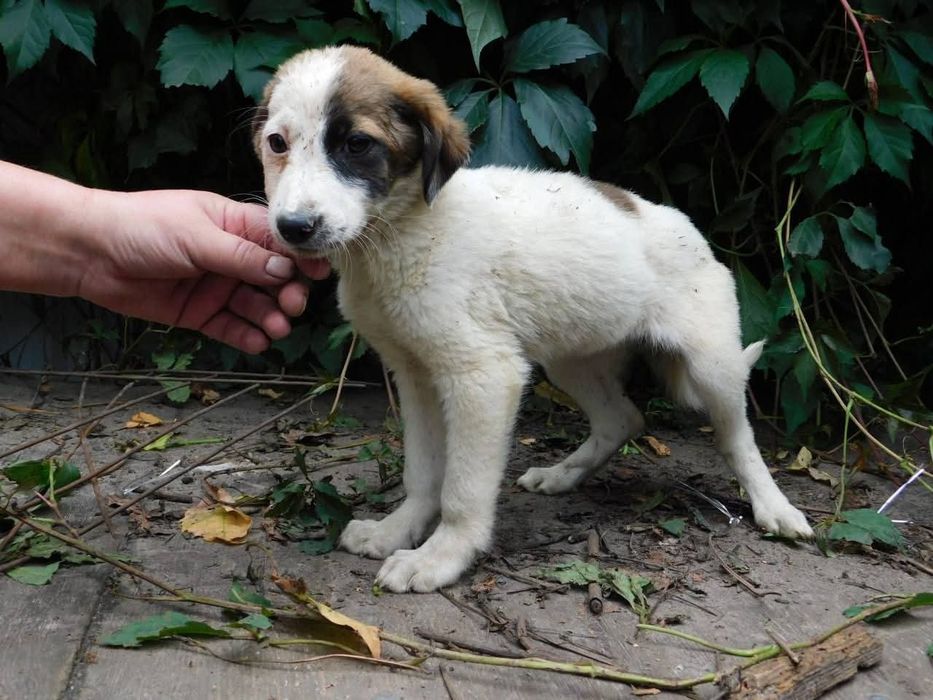 Прилаштовується у добрі руки