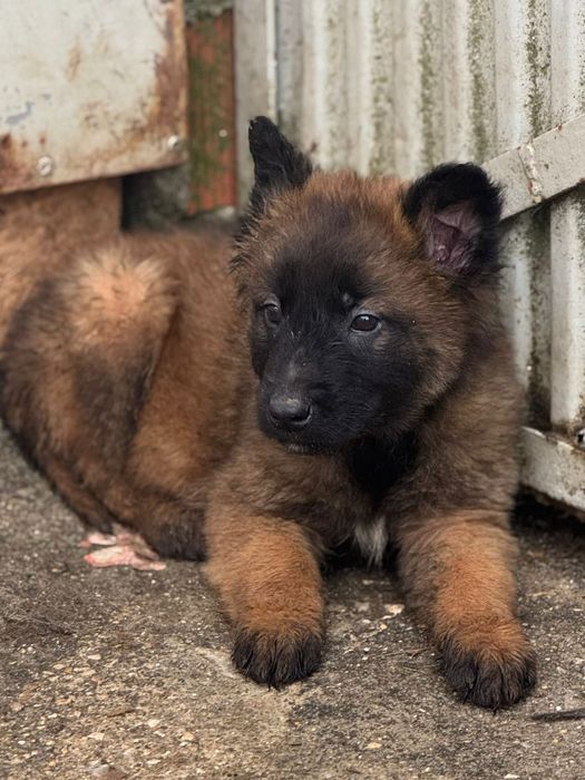 Pastor belga malinois