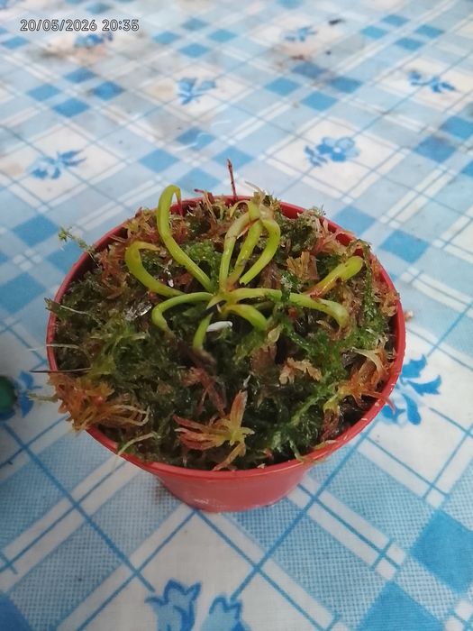 Planta: Darlingtonia californica