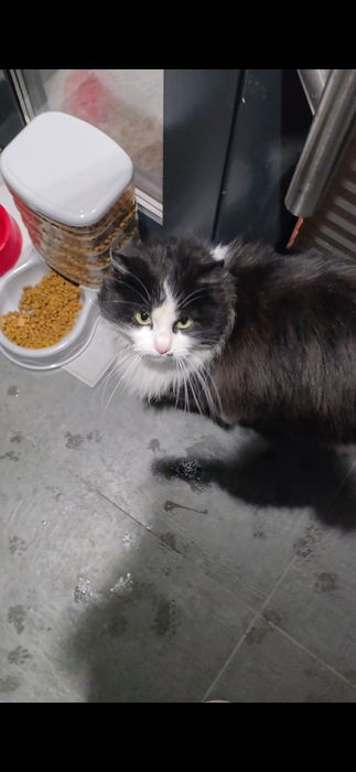 Гарна пухнаста киця в добрі руки